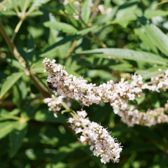 Vitex ou gattilier blanc (Vitex agnus-castus latifolia), arbuste à floraison blanc pur et feuillage décoratif et aromatique