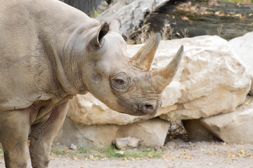 Naklejka premium rhino in the zoo