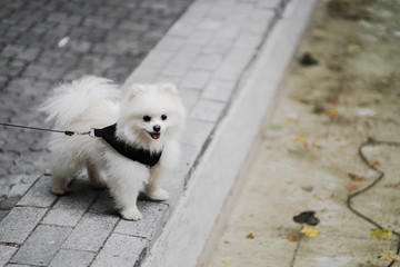 Pomeranian Spitz puppy on the street