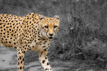 cheetah in the grass