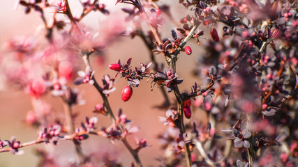Berberis, small red fruits on a sharp bush with small leaves.