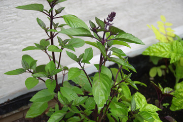 Basil with green leaves in the organic home garden