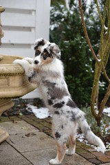 sweet puppy climbing high