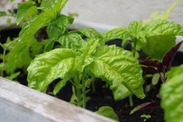 Basil with green leaves in the organic home garden