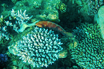 Morning scene from life of exotic fish inhabiting coral reefs at the Red Sea, Middle East
