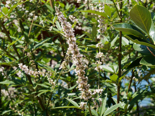 Vitex ou gattilier blanc (Vitex agnus-castus latifolia), arbuste à floraison blanc pur et feuillage décoratif et aromatique