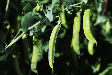 Pods of green peas growing in the field. Closeup.