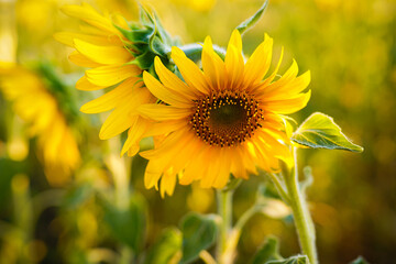 yellow sunflowers in the field during the day