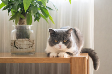 British Shorthair lying on the table