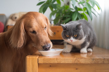 British Shorthair and Golden Retriever eating together