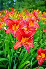 Flowering Day-lily flowers (Hemerocallis flower),  closeup in the sunny day. Hemerocallis fulva. The beauty of decorative flower in garden - Selectice focus