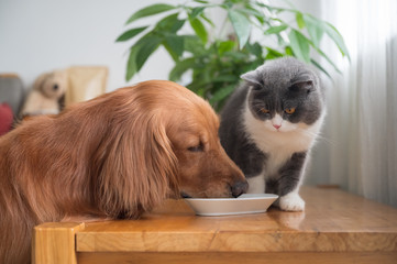 British shorthair cat watching golden retriever eating