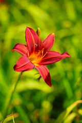 Flowering Day-lily flowers (Hemerocallis flower),  closeup in the sunny day. Hemerocallis fulva. The beauty of decorative flower in garden - Selectice focus