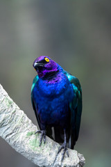 Close up of a purple and green Asian glossy starling bird (Aplonis panayensis) perched on a dry branch with its mate behind.