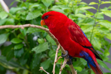 The red lory (Eos bornea) perched in the rainforest tree  on a tree branch, a species of parrot in the family Psittaculidae.