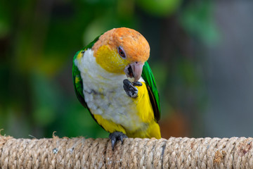 The black-legged parrot (Pionites xanthomerius), also known as the western white-bellied parrot, is a parrot species of the genus Pionites in the family Psittacidae eats while perched on a branch.