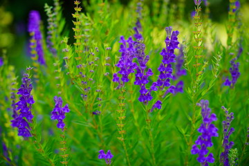  Baikal skullcap( Scutellaria baicalensis) - Traditional medicine, Chinese medicine - soft focus , 
