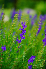 Obraz premium Baikal skullcap( Scutellaria baicalensis) - Traditional medicine, Chinese medicine - soft focus , 