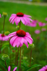 Fototapeta premium Echinacea purpurea - pink coneflower flower in the glow of the setting sun