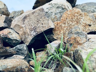 rocks in the forest