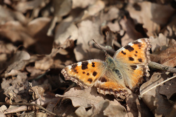 Macro Aufnahme eines Schmetterlings im Herbst