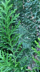 fern leaves in the rain