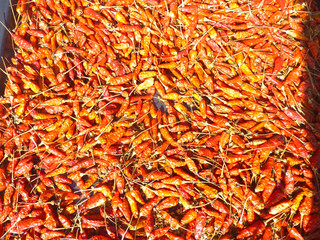 Fototapeta premium Unglaublich viele Chilis dicht an dicht sehr scharf