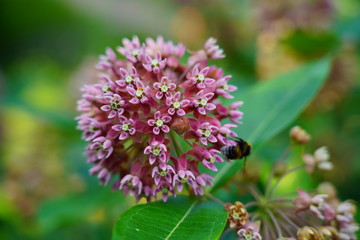 Asclepias  syriaca  . Milkweed American is a genus of herbaceous, perennial, flowering plants known as milkweeds - selective focus 