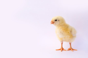 small yellow chicken on a light background
