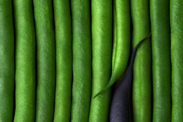 Abstract green bean background. Macro photo.