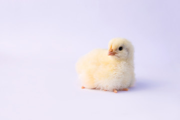 small yellow chicken on a light background