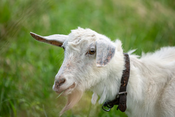 White goat on the field in a village close up.
