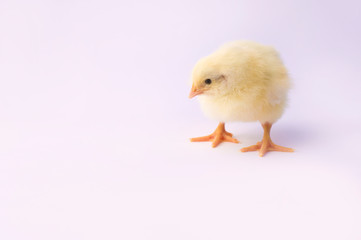 small yellow chicken on a light background