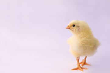 small yellow chicken on a light background