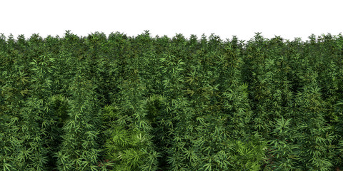 field of cannabis plants on a white background - obrazy, fototapety, plakaty