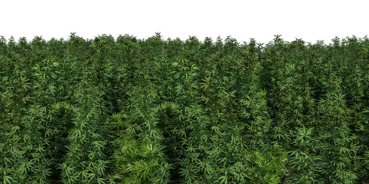field of cannabis plants on a white background