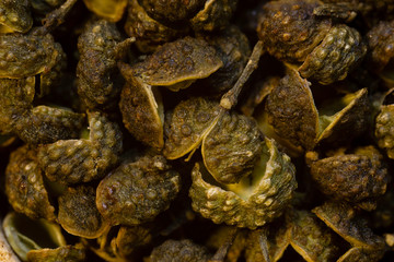 super macro shot food background. several of green Sichuan peppers  very close