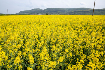 Obraz premium Yellow field rapeseed in bloom in Bulgaria.