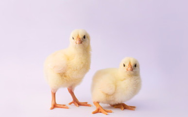 small yellow chicken on a light background