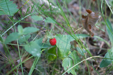 wild strawberry in the forest