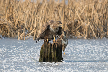 Bussard sitzt auf Pfahl