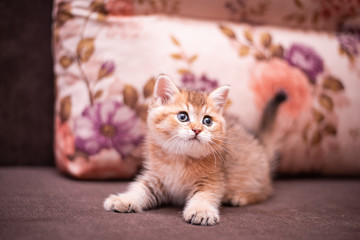 kitten scottish british cat burma munchkin animals