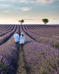 Provence, Lavender field France, Valensole Plateau, colorful field of Lavender Valensole Plateau,...