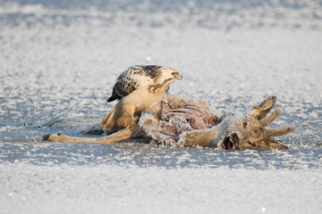 Bussard isst totes Aas