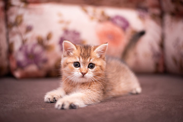 kitten scottish british cat burma munchkin animals