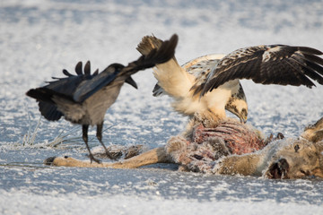 Bussard beim Aas fressen auf Eis