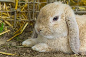 Cute fluffy rabbit in the hay. Gray rabbit on Dry Grass.