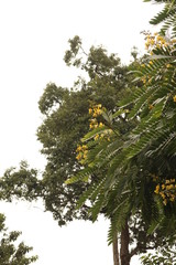 pine tree in the forest