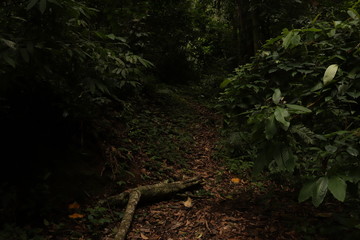 rain forest in the morning