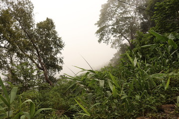 morning in the forest